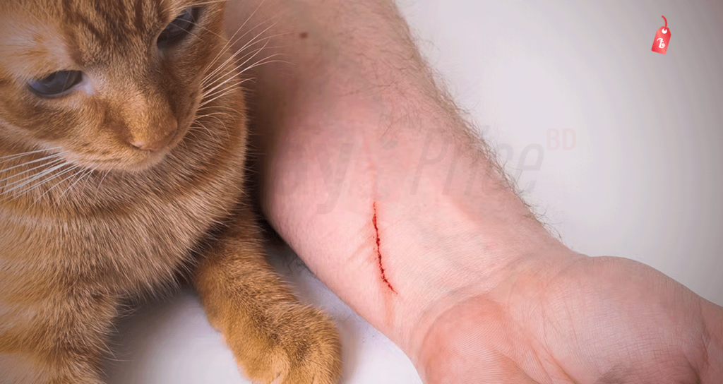 cat bite